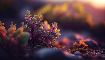 natures beauty in close up multi colored flowers outdoors , photo