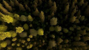 green forest trees pattern airview scene , photo