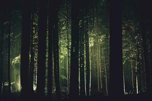 escalofriante oscuro bosque y lluvia foto