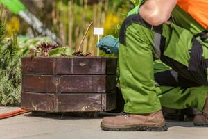 Gardener Tags Greenery In Planters. photo