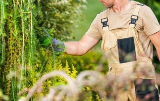 profesional jardinero ejecutando plantas salud chequeo foto