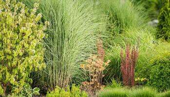 Garden Ornamental Grasses in Landscape Design photo
