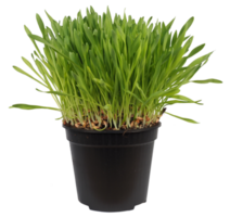 catnip plant scient. name Nepeta cataria transparent PNG