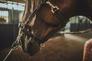 Horse in a Stable photo