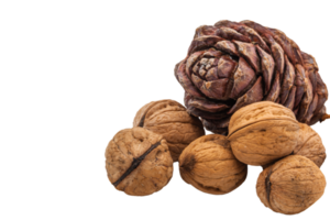 Handful of textured walnuts with no background and a brown pine cone with nuts inside on a transparent background. Healthy Food. High quality photo. PNG