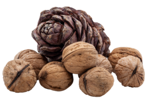 Handful of textured walnuts on transparent background and brown pine cone with nuts inside on transparent background. Healthy Food. High quality photo. Isolated. PNG