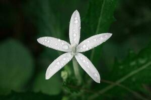 Dew on white wildflowers photo