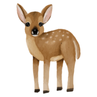 Baby Deer Clip art Element Transparent Background png