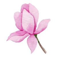 magnolia blomma, blommig klämma konst element transparent bakgrund png