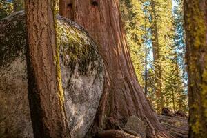 Sequoia Trees WIth Huge Rock Stranded In Between. photo