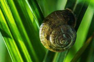 jardín caracol en uno de el espada de césped macro cerca arriba. foto