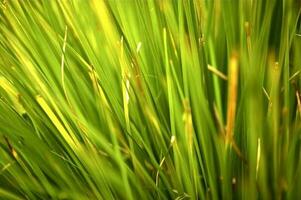 Green grass Macro photo