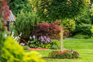 Backyard Garden Summer Vegetation photo