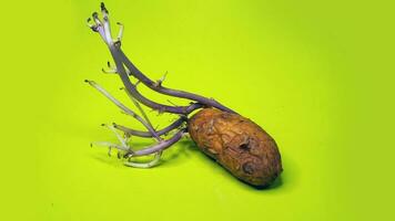 potato plant growth isolated on green background photo