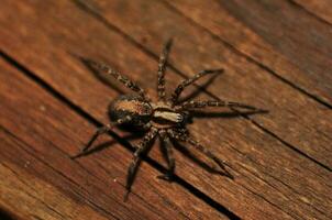 Home Spider Close-up photo