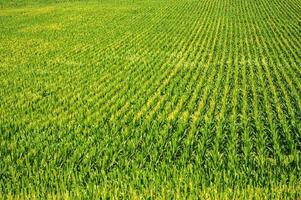 Agricultural Land Crops photo