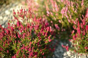 Pink Heathers Close-up photo