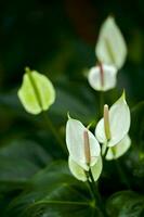 Tropical Flowers Close-up photo