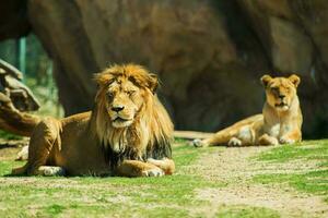 Laying Lions in the zoo photo
