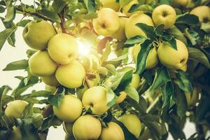 Branch Full of Green Apples photo