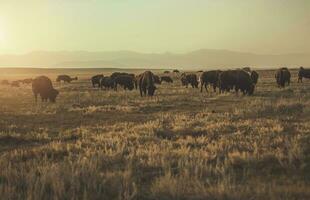 Herd of Colorado American Bisons photo