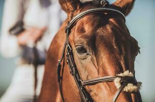 Professional Horse Riding photo