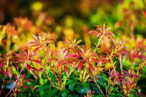 rojizo verde jardín plantas foto