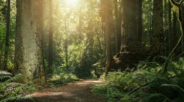 Sunny Redwood Woodland in Northern California photo