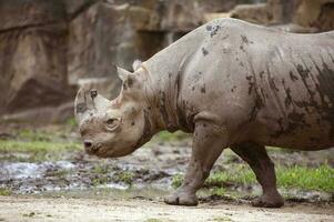 Black Rhinoceros Close-up photo