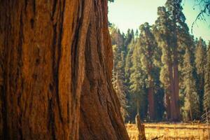 Giant Sequoias Trail photo