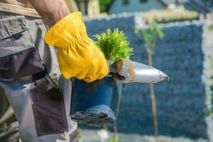 Professional Landscape Gardener Planting Potted Plants photo