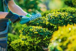 Plants Topiary Trimming photo