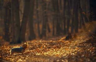 el perro caminar en el bosque foto