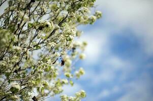 Blossom Flowers Close-up photo