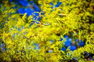 Forest Spring Vegetation photo