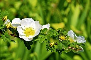 Blossom Branch Closeup photo