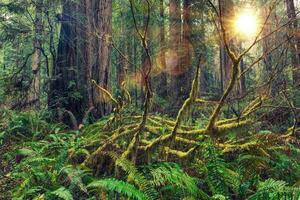 Redwood Rainforest View photo