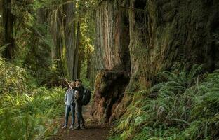 Tourist Exploring California Coastal Redwoods Forest photo