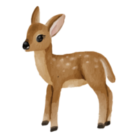 Baby Deer Clip art Element Transparent Background png