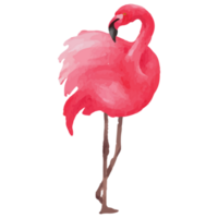 Pink flamingo Tropical Clip art Element Transparent Background png