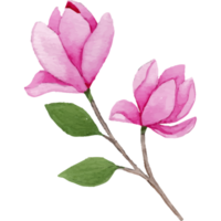 magnolia fleur, floral agrafe art élément transparent Contexte png