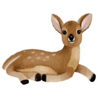 Baby Deer Clip art Element Transparent Background png