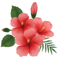 botânico hibisco flor, floral ramalhete grampo arte elemento transparente fundo png