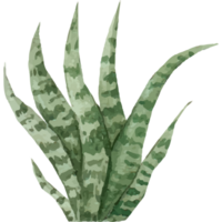 kaktus klämma konst element transparent bakgrund png