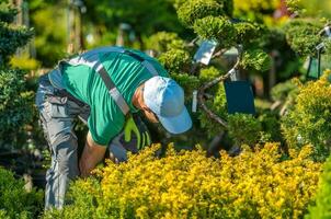 Landscaping Worker Choosing Right Plants For His Garden Project photo