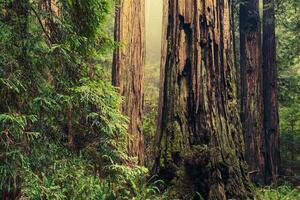 Old Redwood Trees photo