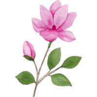 magnolia blomma, blommig klämma konst element transparent bakgrund png