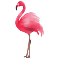 rosa flamingo tropisk klämma konst element transparent bakgrund png