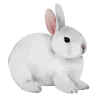 mignonne lapin agrafe art élément transparent Contexte png