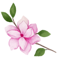 magnolia fiore, floreale clip arte elemento trasparente sfondo png